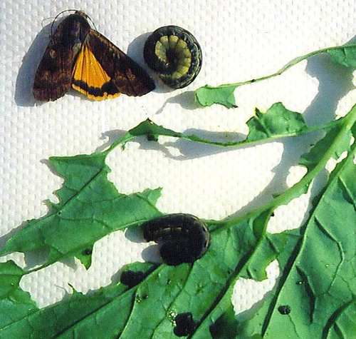 Large Yellow Underwing Moth adult, cutworms and damage